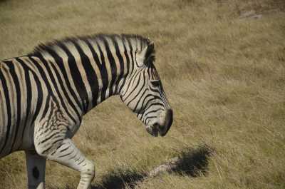South Africa - Karoo-Nationalpark - Entdecke Südafrika: Die Kapregion - jenseits der touristischen Trampelpfade - 3