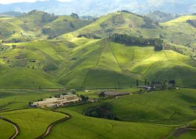 Ruanda - Gisovu Tea Estate - RWANDA! Self-drive 4x4 landcruiser 🐒🦍🍃 Chimpanzee tracking, Canopy walk, Tea plantation, Volcanoes National park 🇷🇼 - 3