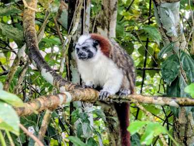 Panama - Panama City - PANAMA - Das Paradies zwischen zwei Ozeanen: Entdecke Panamas unberührte Vielfalt in 10 Tagen 🦥🌴 - 17