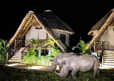 Uganda - Ziwa Rhino and Wildlife Ranch - Uganda: Self drive 4x4 Land Cruiser 🦍🌿Gorilla & Rhino tracking! Coffee, Waterfalls & Hikes 🇺🇬 - 2