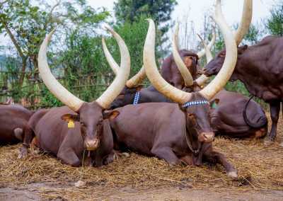 Ruanda - King's Palace Museum - RWANDA! Self-drive 4x4 landcruiser 🐒🦍🍃 Chimpanzee tracking, Canopy walk, Tea plantation, Volcanoes National park 🇷🇼 - 4