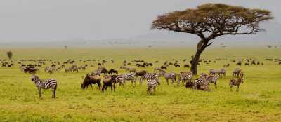 Tanzania - Serengeti National Park - Tanzania: following the great migration - 2
