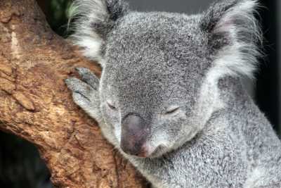 Australien - Wildlife Habitat - 🌴🪸 Daintree to Great Barrier Reef: A Co-Working Retreat in Port Douglas, Australia 🐠🇦🇺 - 1