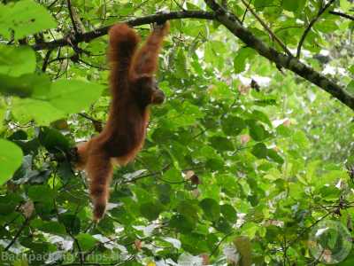 Indonesien - Ketambe Trek & Orangutan Explore - 🇮🇩 Indonesien Wildes Sumatra - 15 Tage einzigartige Orang Utan Abenteuerreise 🏞️🐒🌿🏝️ - 4
