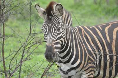 South Africa - Blyde River Canyon - Südafrika: das atemberaubende Kap trifft auf das Biospähren-Reservat Blyde - Krüger - 9