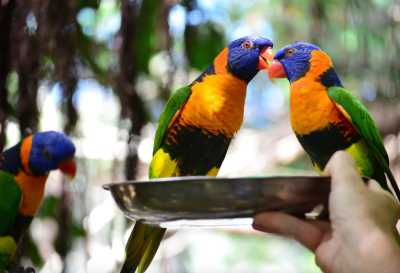 Australien - Wildlife Habitat - 🌴🪸 Daintree to Great Barrier Reef: A Co-Working Retreat in Port Douglas, Australia 🐠🇦🇺 - 5