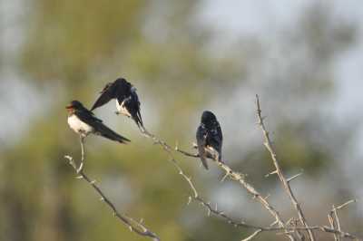 South Africa - Satara Rest Camp - Südafrika: das atemberaubende Kap trifft auf das Biospähren-Reservat Blyde - Krüger - 8