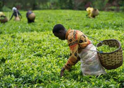 Ruanda - Gisovu Tea Estate - RWANDA! Self-drive 4x4 landcruiser 🐒🦍🍃 Chimpanzee tracking, Canopy walk, Tea plantation, Volcanoes National park 🇷🇼 - 2