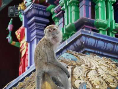 Malaysia - Federal Territory of Kuala Lumpur - 🇲🇾 Entdecke Malaysia - Kultur, Natur & Megacity - Kurzreise durch Penang, Cameron Highlands, Ipoh & Kuala Lumpur -> 🎨🌿🕌🏝️🍜 - 5