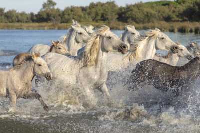 France - Camargue - Coworking & Reset in Provence – 2 Weeks of Focused Work and Exchange - 2