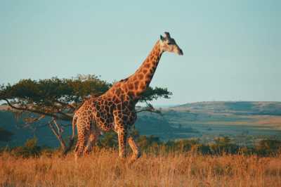 South Africa - 7 Days South Africa Big Five Safari & Wildlife Photography Expedition! - JoinMyTrip