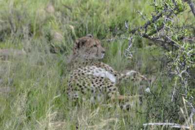 South Africa - Mountain Zebra National Park - Entdecke Südafrika: Die Kapregion - jenseits der touristischen Trampelpfade - 6
