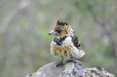 South Africa - Blyde River Canyon - Südafrika: das atemberaubende Kap trifft auf das Biospähren-Reservat Blyde - Krüger - 7