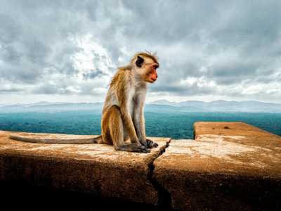 Sri Lanka - Sigiriya - 🌟 Magical Sri Lanka: From Ancient kingdoms to Dream Beaches 🐘🏞️🌺⛱️ - 2