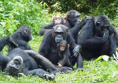 Ruanda - Nyungwe National Park - RWANDA! Self-drive 4x4 landcruiser 🐒🦍🍃 Chimpanzee tracking, Canopy walk, Tea plantation, Volcanoes National park 🇷🇼 - 6