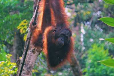 Indonesia - 🇮🇩 Indonesien Wildes Sumatra - 15 Tage einzigartige Orang Utan Abenteuerreise 🏞️🐒🌿🏝️ - JoinMyTrip