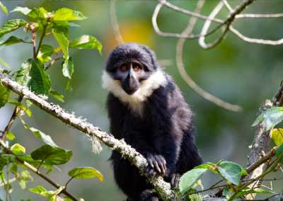 Ruanda - Nyungwe National Park - RWANDA! Self-drive 4x4 landcruiser 🐒🦍🍃 Chimpanzee tracking, Canopy walk, Tea plantation, Volcanoes National park 🇷🇼 - 3