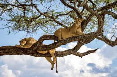 Tanzania - Lake Manyara - Tanzania Big Five Safari & Wildlife Photography Expedition | Serengeti & Ngorongoro - 1