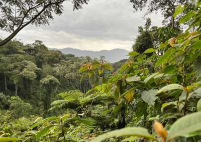 Ruanda - Nyungwe National Park - RWANDA! Self-drive 4x4 landcruiser 🐒🦍🍃 Chimpanzee tracking, Canopy walk, Tea plantation, Volcanoes National park 🇷🇼 - 4