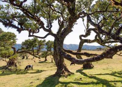 Portugal - Fanal Forest - 🌅 The Hawaii of Europe: MADEIRA! 🌤️ Private Authentic Thatched Farm Villa, Hiking, Wine Tasting, Beaching and Vibes!! - 1