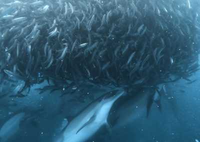 South Africa - Mdumbi - 🇿🇦 South African Sardine Run Expedition - 1 Week INSIDE a Nature Documentary 🐬 - 1