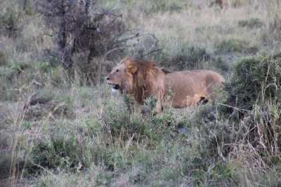 Kenia - Maasai Mara National Reserve - Kenyan Wonders Safari: All inclusive Maasai Mara, Lake Nakuru, Amboseli and Nairobi Adventure - 10