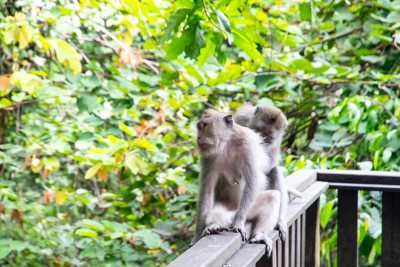 Indonesien - Monkey Forest - Bali Adventure Odyssey: 11 Days of Thrills, Nature & Pure Outdoor Bliss - 1