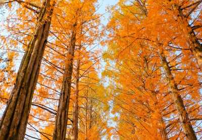 Korea, Süd - Nami Island - 🇰🇷 🍁 The Autumn Chapter: Work & Wander in Seoul for 15 days (PRIVATE ROOM) 👨🏽‍💻 🍜 - 3