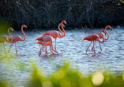 Mexiko - Río Lagartos - Mexico Yucatan & Equinox magic in Chichen Itza - 1