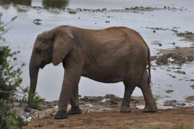 South Africa - Addo-Elefanten-Nationalpark - Entdecke Südafrika: Die Kapregion - jenseits der touristischen Trampelpfade - 4
