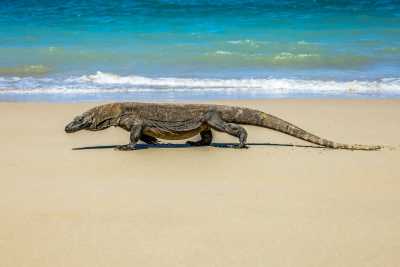 Indonesia - Komodo Island - Sailing adventure: Komodo Island, pink beach, snorkling, padar island with local - 2