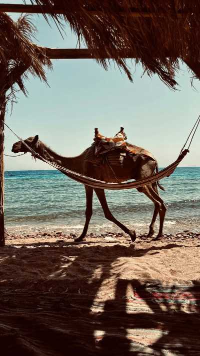 Egypt - Three Pools Dive Site - Exploring the Beauty of Dahab & Cairo: A Journey through Desert and Sea - 6