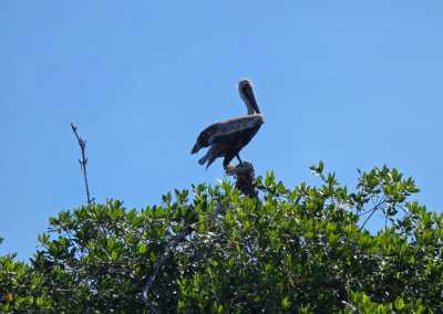 Mexico - Tulum - Indiana Jones Snake cave in Yucatan, Mexico & Many More - 8