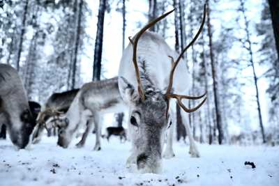 Finnland - Rovaniemi - Finnland: Von Helsinki bis Rovaniemi - Nordlichter, Husky Tour, Santa Claus & Polar Express - 2
