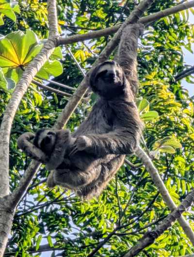 Panama - Panama City - PANAMA - Das Paradies zwischen zwei Ozeanen: Entdecke Panamas unberührte Vielfalt in 10 Tagen 🦥🌴 - 5
