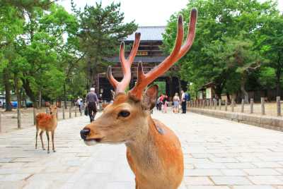 Japan - Nara - 🇯🇵Japan Trip To The Future :Food, Culture, Snow & Wildlife - 3