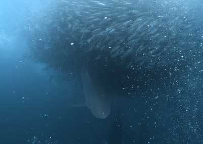 South Africa - Mdumbi - 🇿🇦 South African Sardine Run Expedition - 1 Week INSIDE a Nature Documentary 🐬 - 9
