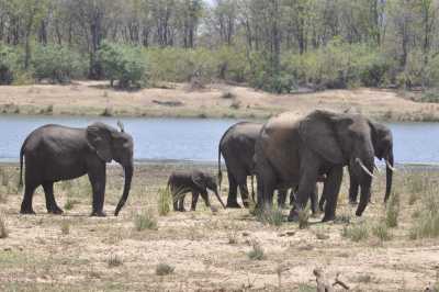 South Africa - Satara Rest Camp - Südafrika: das atemberaubende Kap trifft auf das Biospähren-Reservat Blyde - Krüger - 9