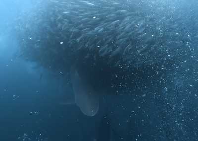 Südafrika - Mdumbi - 🇿🇦 South African Sardine Run Expedition - 1 Week INSIDE a Nature Documentary 🐬 - 20