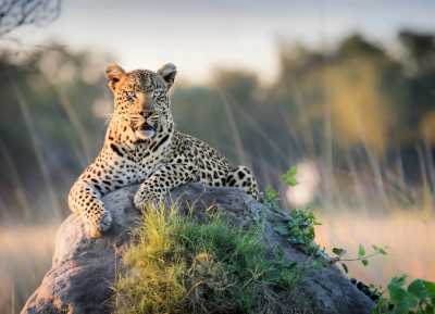 India - Bandhavgarh National Park - India Tiger Safari & Wildlife Photography Expedition | Bengal Tigers & Asiatic Lions - 3
