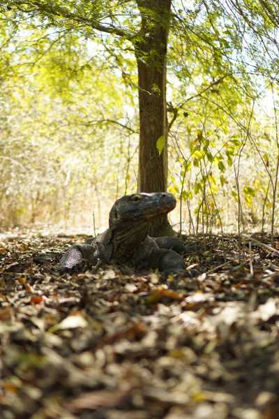 Indonesia - Padar Island - Sail, Snorkel & Explore Komodo Paradise - 11