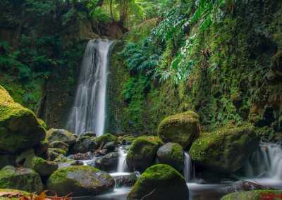 Portugal - Gorreana Tea Plantation - 🌿🦖🌋 A Trip Right out of Jurassic Park: The Azores Wild Islands! 🍃 - 4