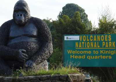 Ruanda - Volcanoes National Park - RWANDA! Self-drive 4x4 landcruiser 🐒🦍🍃 Chimpanzee tracking, Canopy walk, Tea plantation, Volcanoes National park 🇷🇼 - 1