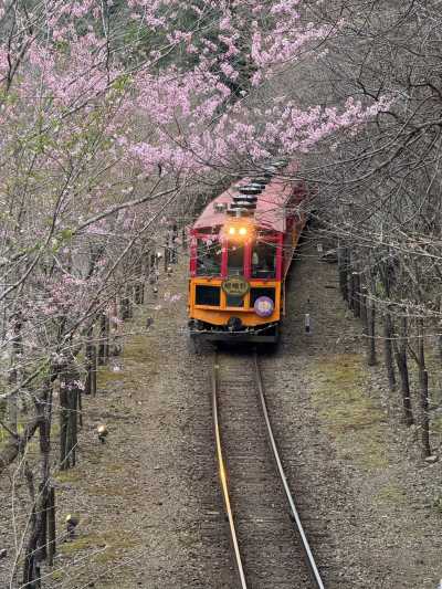 Taiwan - Chiayi City - 🇹🇼 Taiwan by Rail: 16 Days of Cherry Blossoms, Culture, & Coastal Views 🏮 (PRIVATE ROOMS) - 3