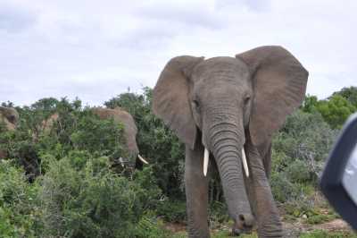 South Africa - Addo-Elefanten-Nationalpark - Entdecke Südafrika: Die Kapregion - jenseits der touristischen Trampelpfade - 1