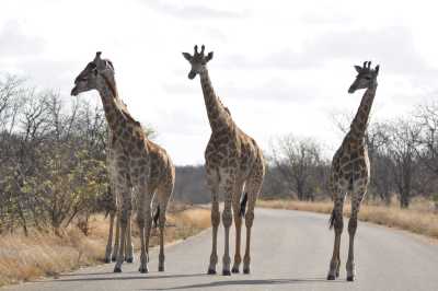 South Africa - Satara Rest Camp - Südafrika: das atemberaubende Kap trifft auf das Biospähren-Reservat Blyde - Krüger - 5