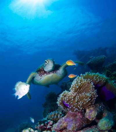Australien - Great Barrier Reef - 🌴🪸 Daintree to Great Barrier Reef: A Co-Working Retreat in Port Douglas, Australia 🐠🇦🇺 - 6