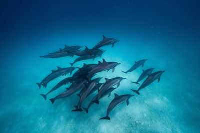 Maldives - Thulusdhoo - Maldives Off the Beaten Path – Dive into this destination like never before. Local concert, food experiences, unforgettable beaches, snorkeling with sharks, stingrays, dolphins and turtle - 3