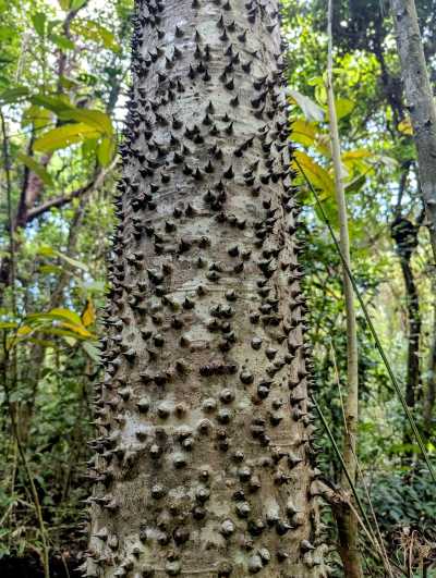 Panama - El Valle de Antón - PANAMA - Das Paradies zwischen zwei Ozeanen: Entdecke Panamas unberührte Vielfalt in 10 Tagen 🦥🌴 - 10