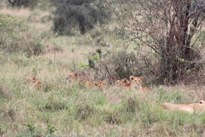 Kenia - Amboseli National Park - Kenyan Wonders Safari: All inclusive Maasai Mara, Lake Nakuru, Amboseli and Nairobi Adventure - 9